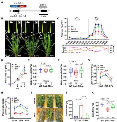 Narrow lpa1 Metaxylems Enhance Drought Tolerance and Optimize Water Use for Grain Filling in Dwarf Rice